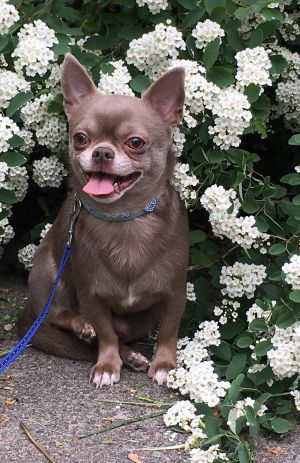 Dog Photo