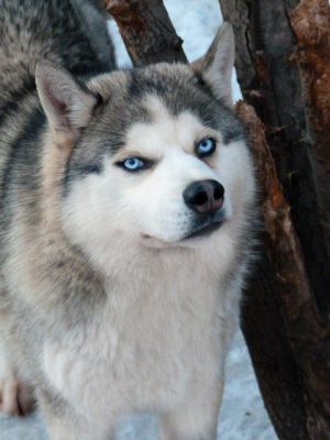 Dog Photo