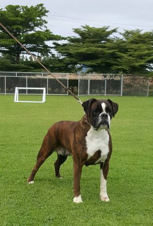 Dog Photo