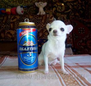 Dog Photo