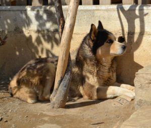 Dog Photo
