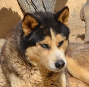 Dog Photo