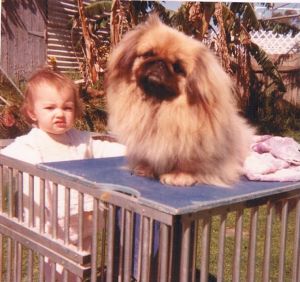 Dog Photo