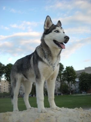 Dog Photo