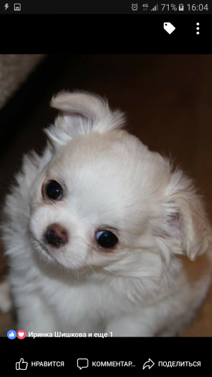 Dog Photo