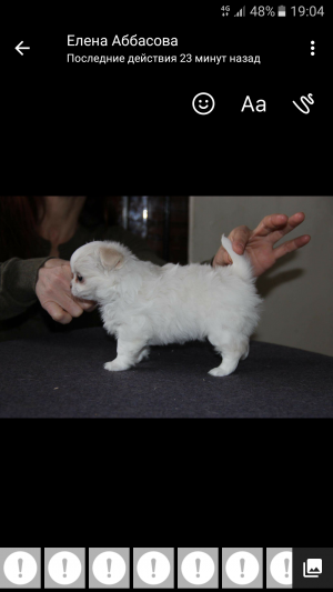 Dog Photo