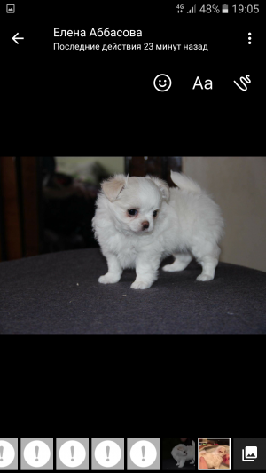 Dog Photo