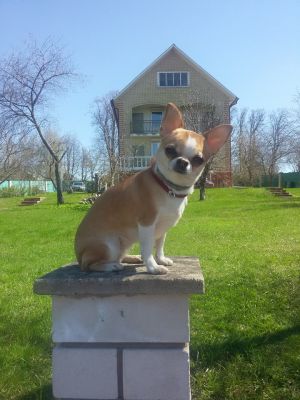 Dog Photo