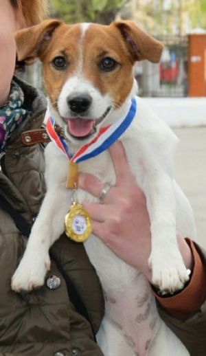 Dog Photo