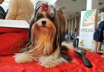 Dog Photo