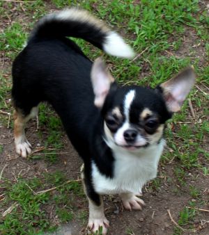 Dog Photo