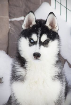 Dog Photo