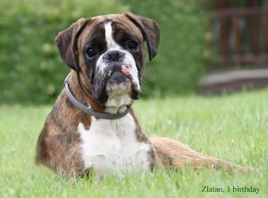 Dog Photo