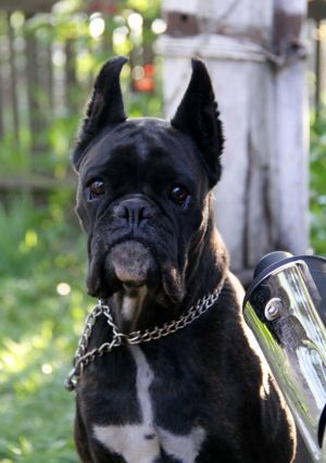 Dog Photo