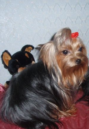 Dog Photo