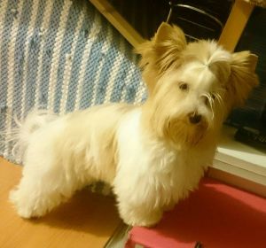 Dog Photo