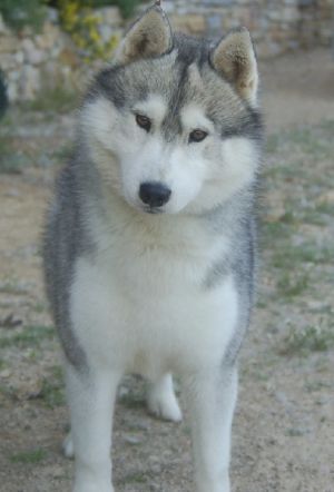Dog Photo