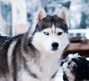 Dog Photo