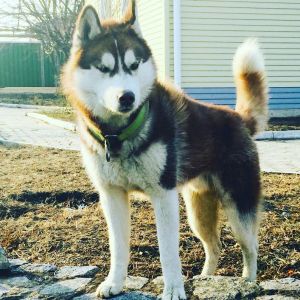 Dog Photo