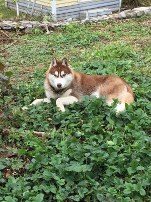 Dog Photo