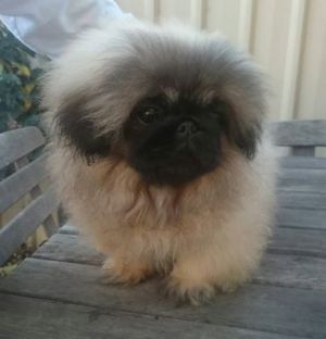 Dog Photo