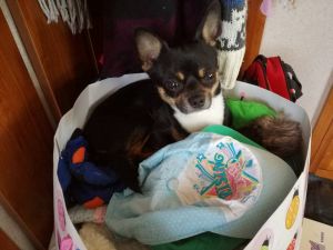 Dog Photo