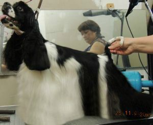 Dog Photo