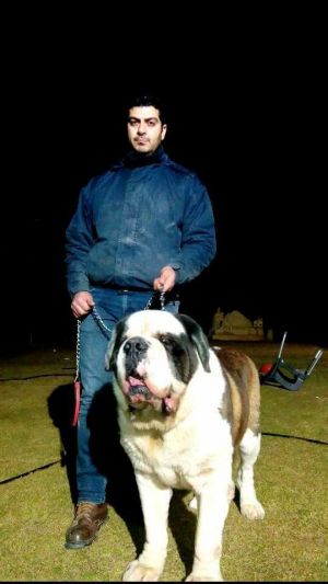Dog Photo