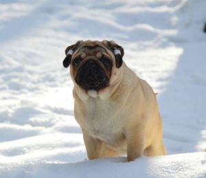 Dog Photo
