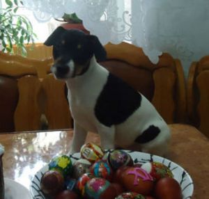 Dog Photo