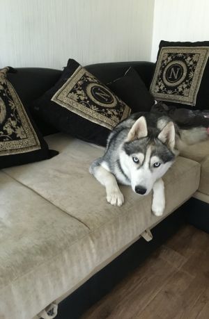 Dog Photo