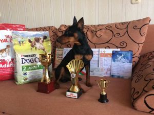 Dog Photo