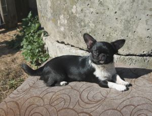 Dog Photo