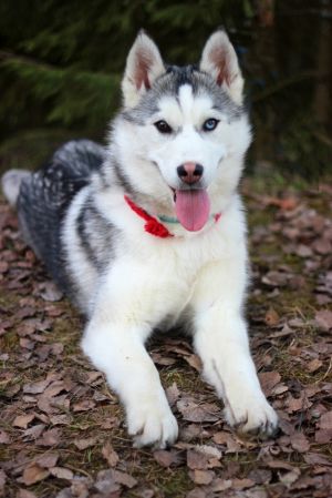 Dog Photo