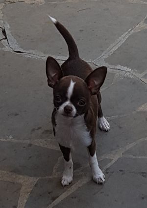 Dog Photo