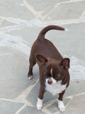 Dog Photo