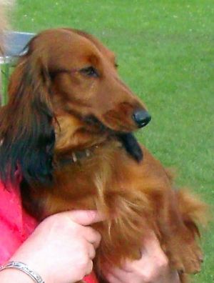 Dog Photo