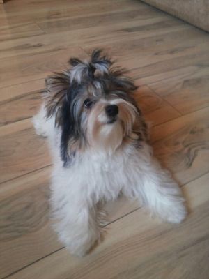 Dog Photo