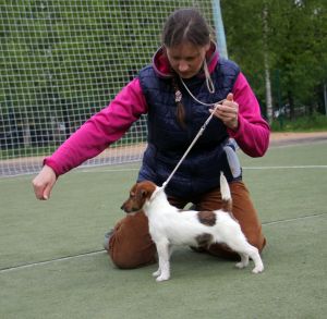 Dog Photo