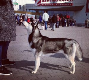 Dog Photo