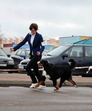 Dog Photo
