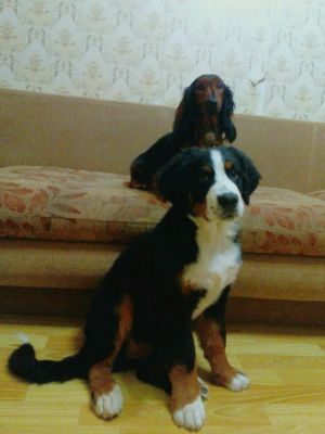 Dog Photo