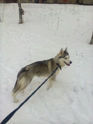Dog Photo