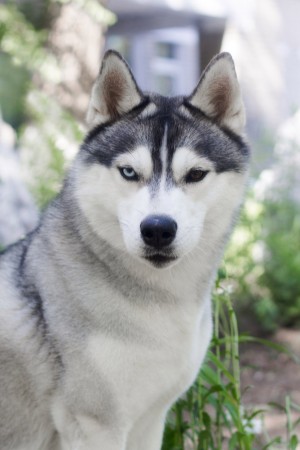 Dog Photo