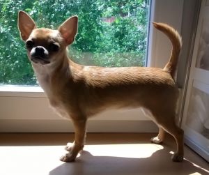 Dog Photo