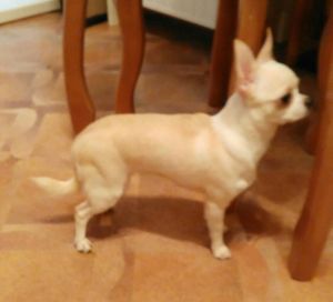 Dog Photo