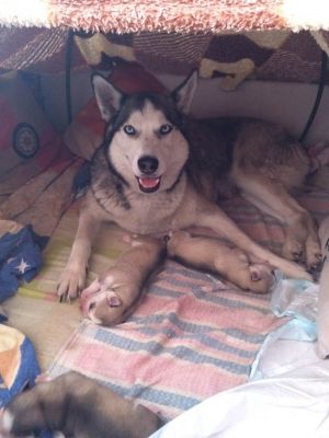 Dog Photo