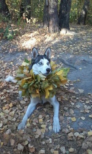 Dog Photo
