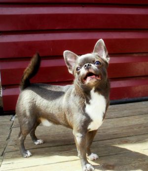 Dog Photo