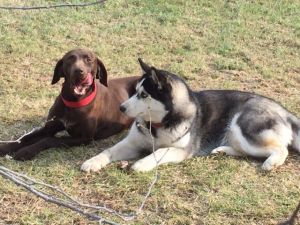 Dog Photo